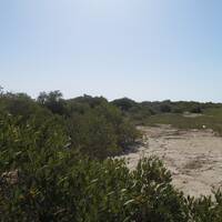 Mangrove Forest of Bushehr